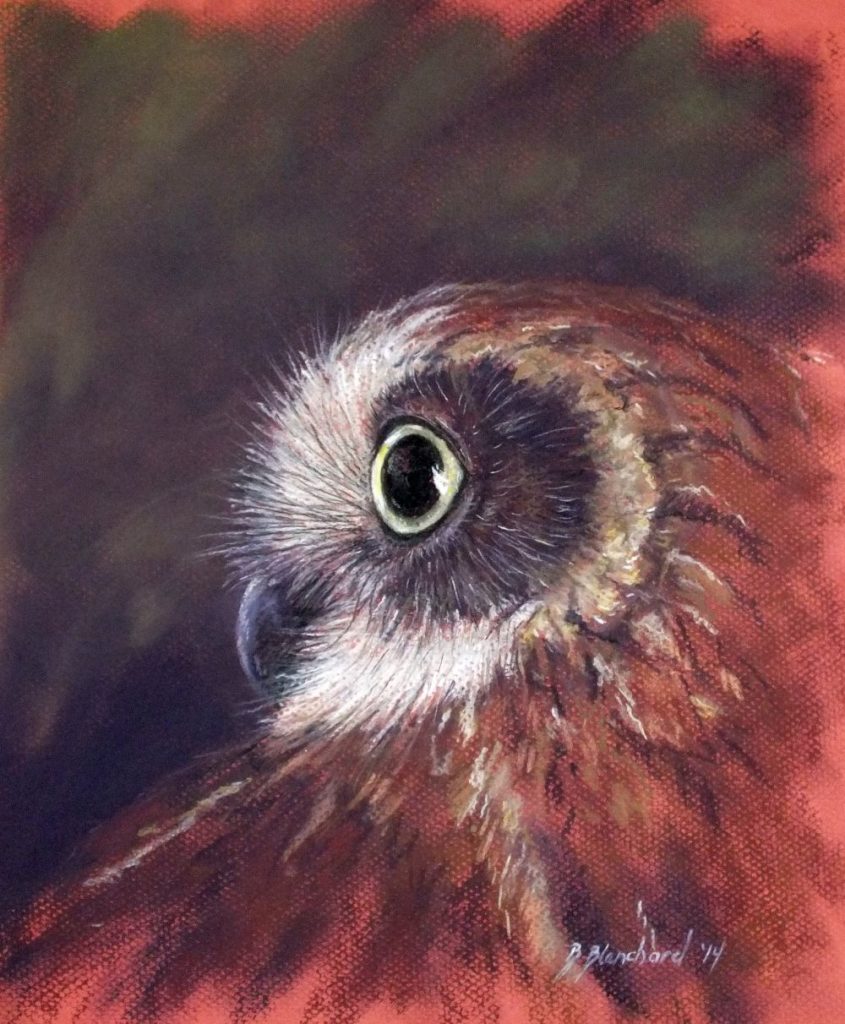 Pastel Painting of a Southern Boobook Owl.