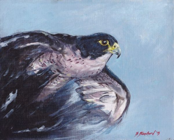 Acrylic painting of a Peregrine Falcon in flight.