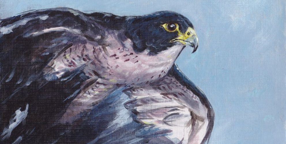 Acrylic painting of a Peregrine Falcon in flight.