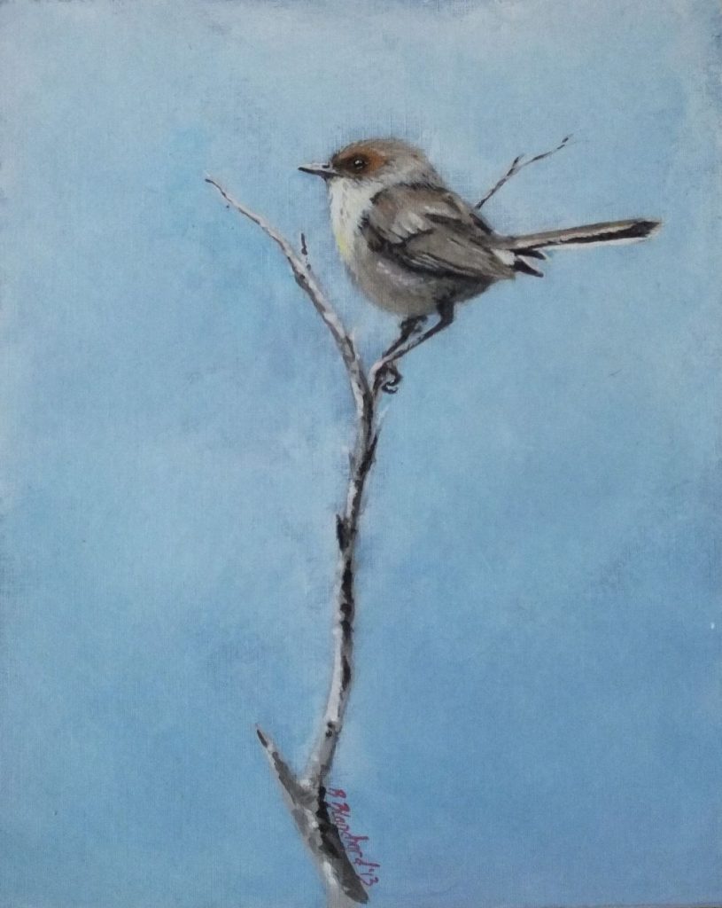 Acrylic painting of a female superb fairy-wren.