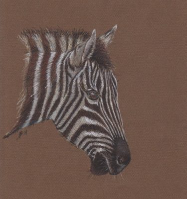 Pastel painting of a zebra