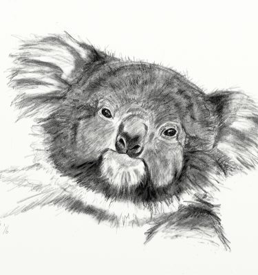 Sketch of a koala