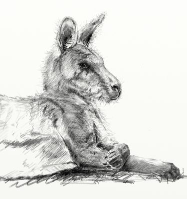 Sketch of an Eastern Grey Kangaroo