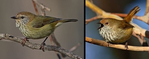 Side by side comparison of a Striated and Brown Thornbill