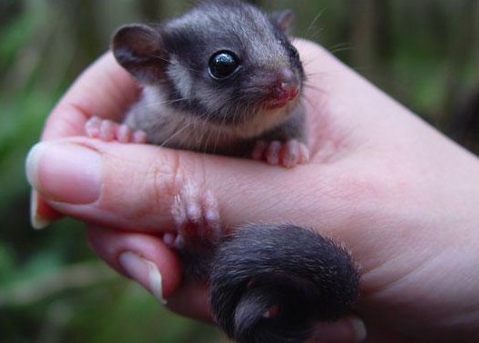 Photograph of a Leadbeater's Possum