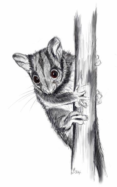 Drawing of a Leadbeater's Possum