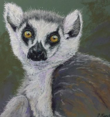 Ring-tailed Lemur