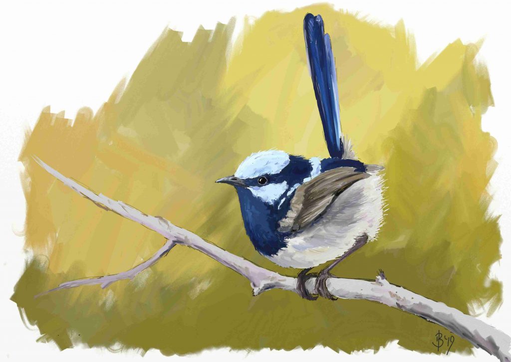 Painting of a Superb Fairy-wren