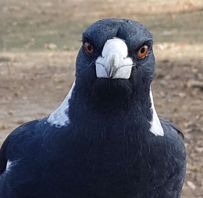 Photo of an Australian Magpie